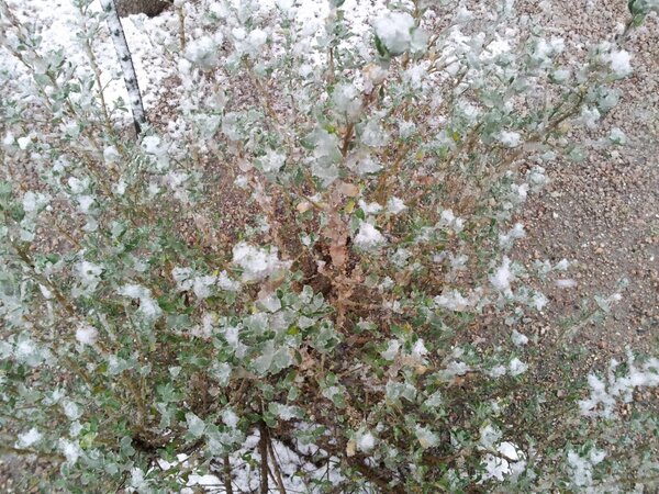 Snowfall around Tucson