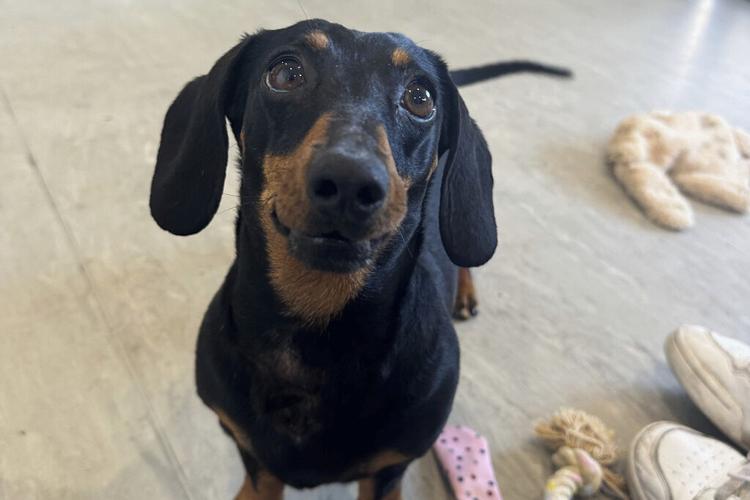 Australia Lost Dachshund