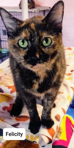 Adopt a friend: Felicity