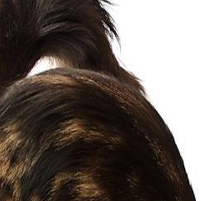 Take A Hike Fun Run And Cat Yoga Entertainment Tucson Com