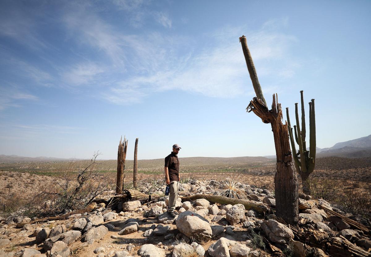 Park land scorched by Bighorn Fire could offer clues to emerging desert  threat