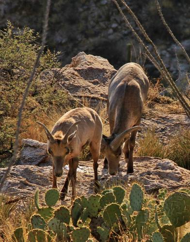 Bighorns in Catalinas