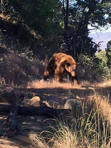 Bear roaming Rio Rico neighborhoods for weeks relocated
