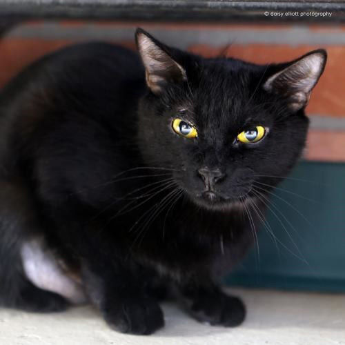 Adopt A Friend: Vivani