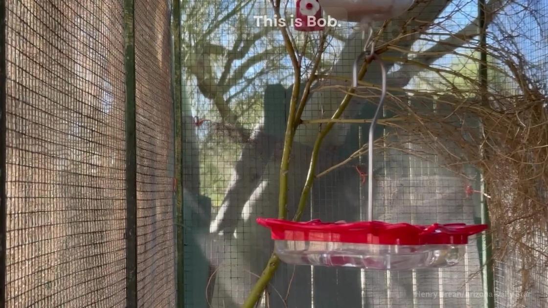 Bob the hummingbird's unusual trip from Nebraska to Tucson