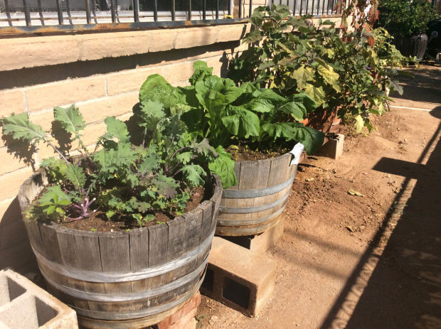 Potted vegetables