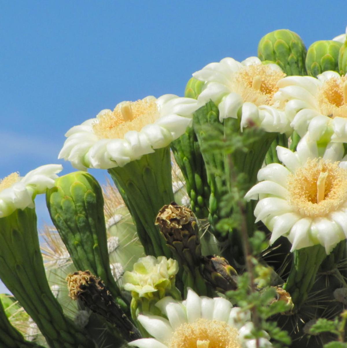 Saguaro Flowers Are Here 10 Things To Know About This Special