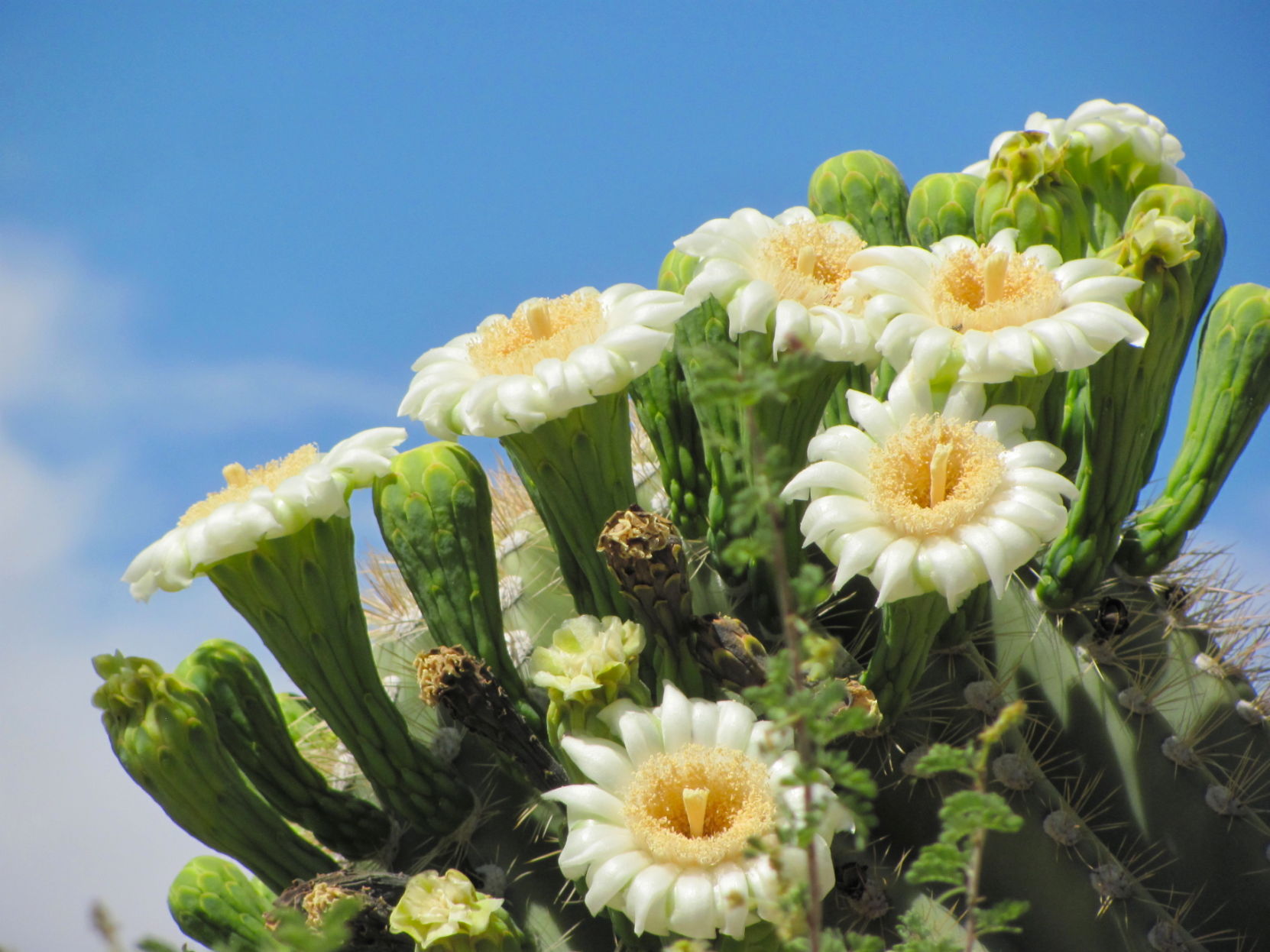 10 Things To Know About The Saguaro Cactus Bloom Tucson Life Tucson Com