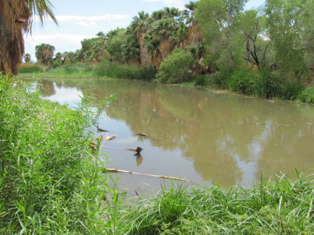 Green beauty at Agua Caliente