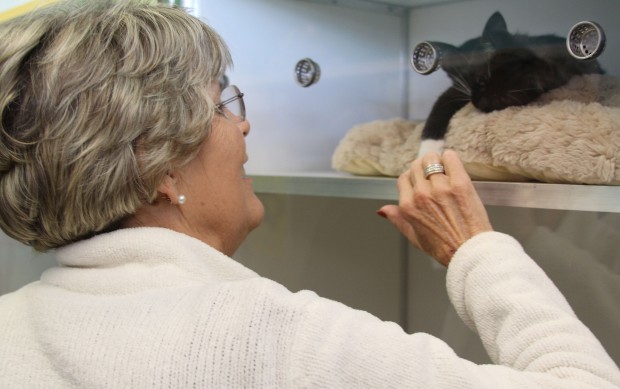 Humane Society sets up shop in mall  