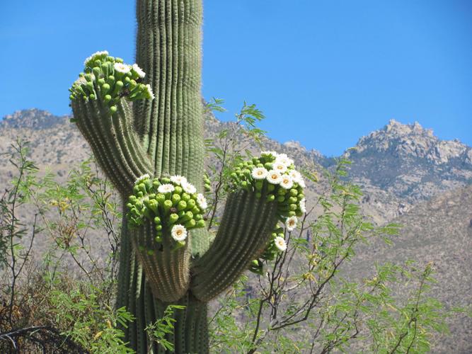 Blooming saguaro and ridge