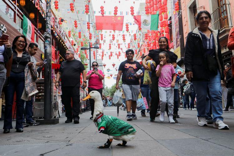 Merlin, the duck donning an 'El Tri' soccer jersey that turns heads across Mexico City