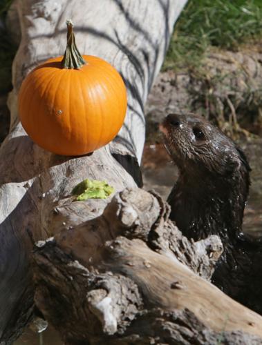 Nandi's Neighbors: Otters Pfeiffer and Hasani swim and play
