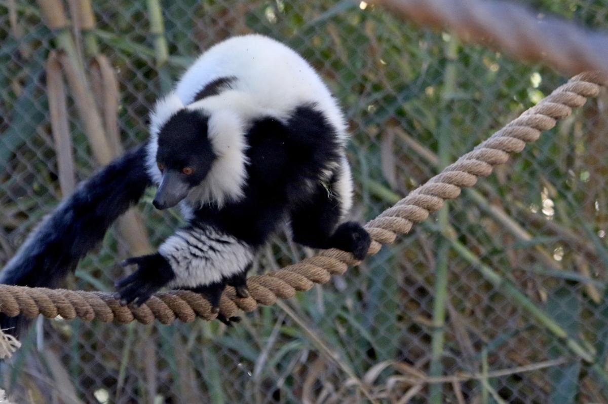 Reid Park Zoo Animal Series