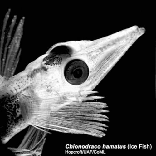 Astonishingly rich marine life in polar oceans  