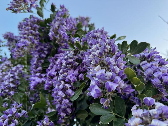 Texas Mountain Laurel in bloom
