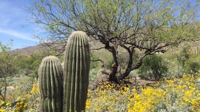 How to design a desert garden