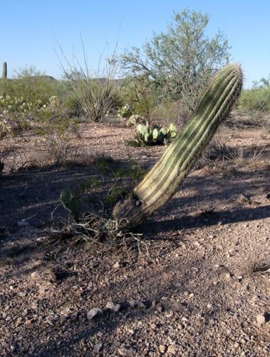 Downed saguaros from 2011