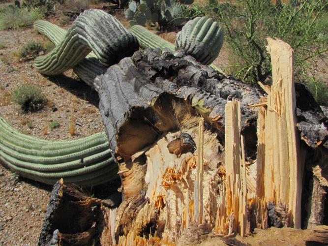 Saguaro on the ground