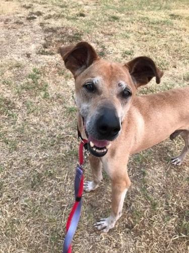 Adopt a friend: Michael Phelps