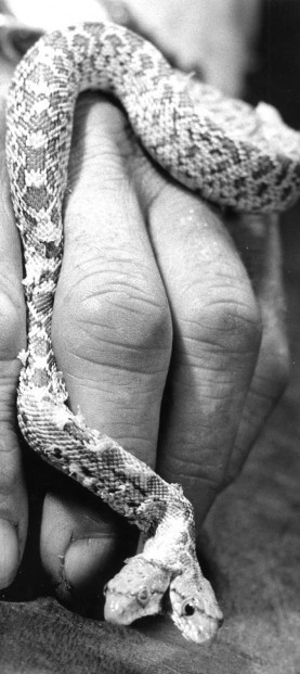 Tucson Animal Tails: Other Snakes Queer To This Fellow