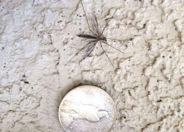 No Need To Panic Over Giant Mosquito Like Bugs Spotted Across Tucson Local News