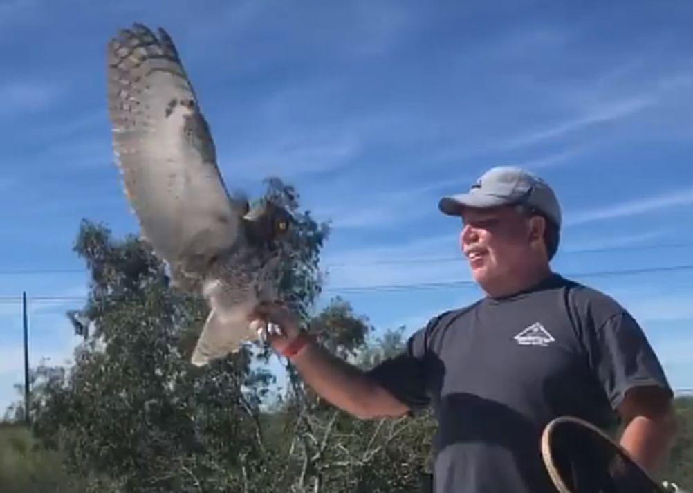 Watch a trapped owl get 'fished' out of a Tucson chimney