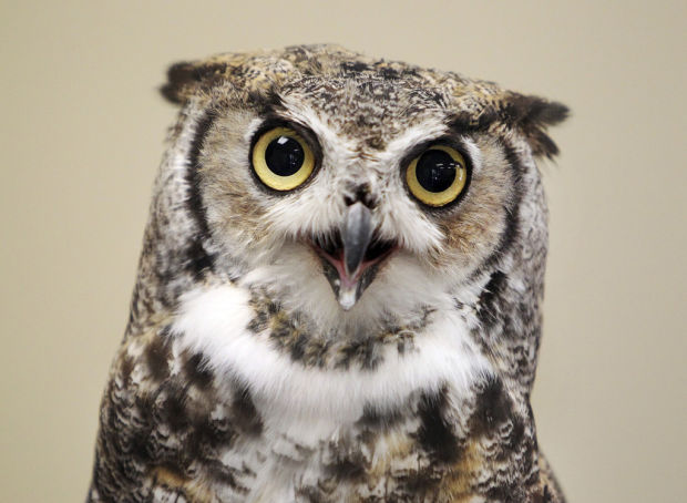 'Flock Party' at the gardens    