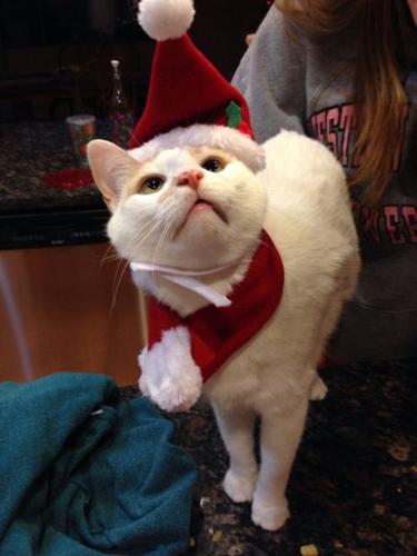 Tucson's holiday pets