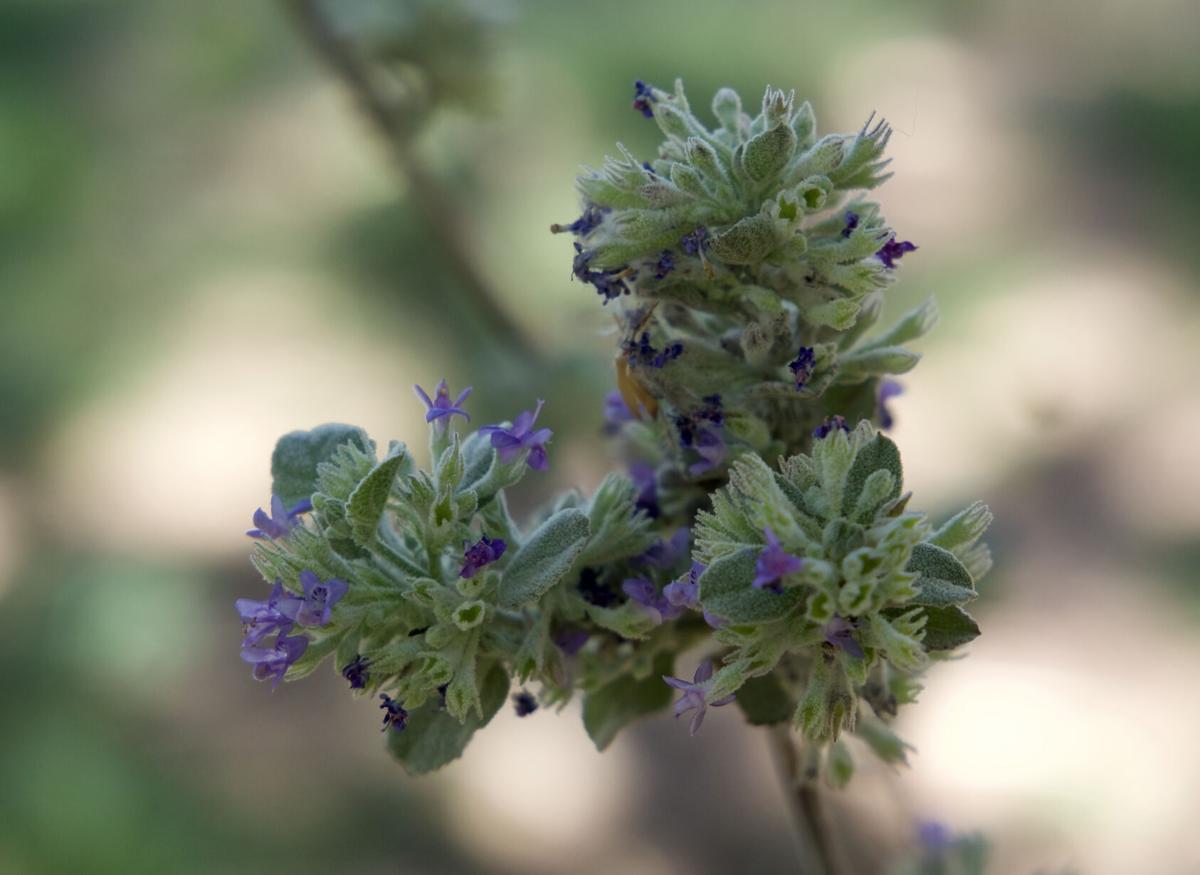 Desert lavender closeup