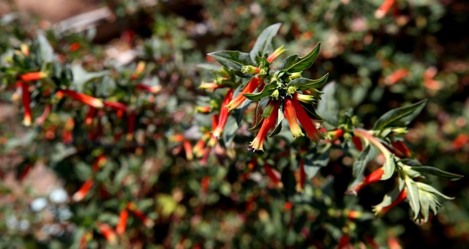 Firecracker plant