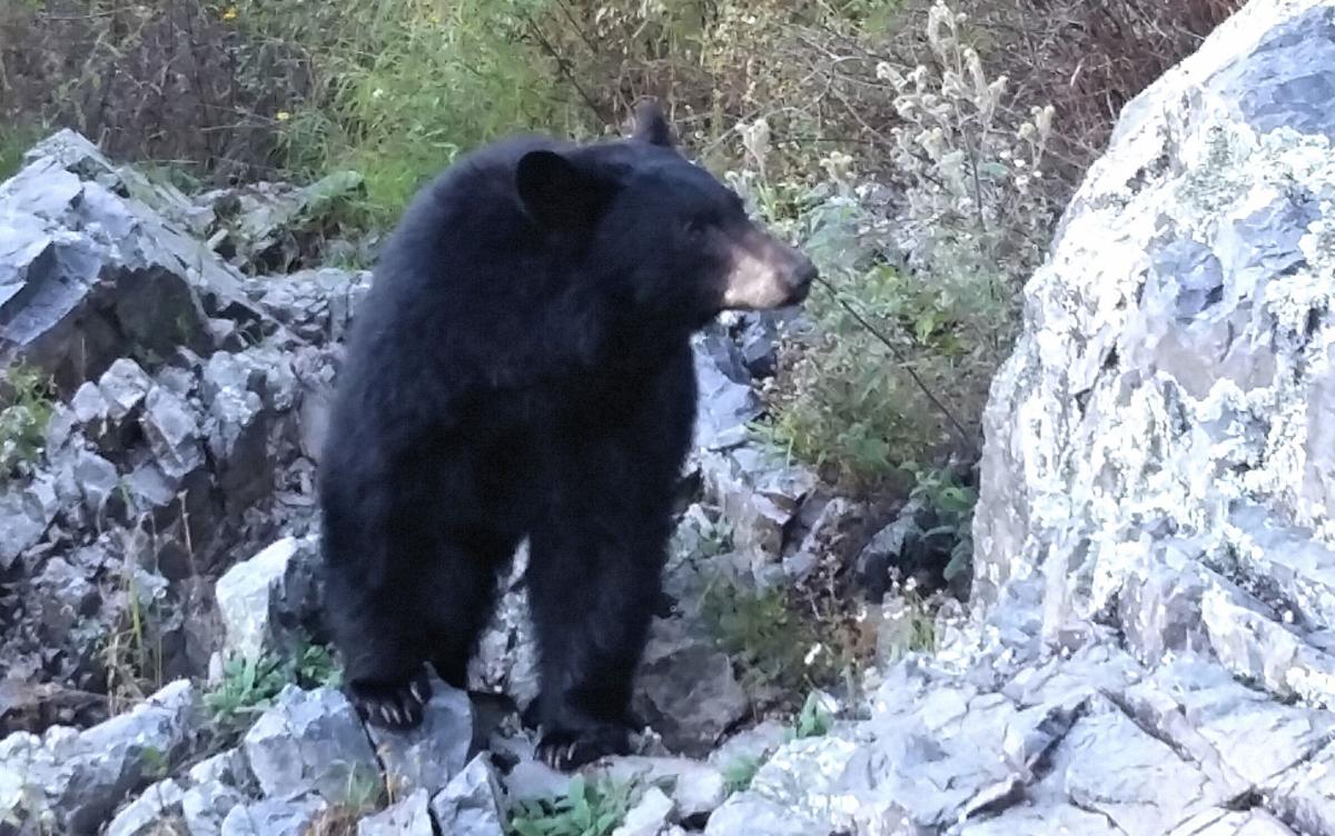 Madera Canyon bear