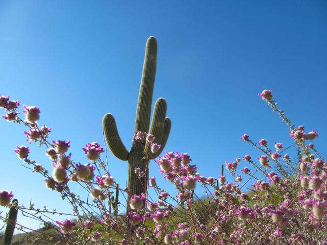 Wildflowers along Catalina Highway