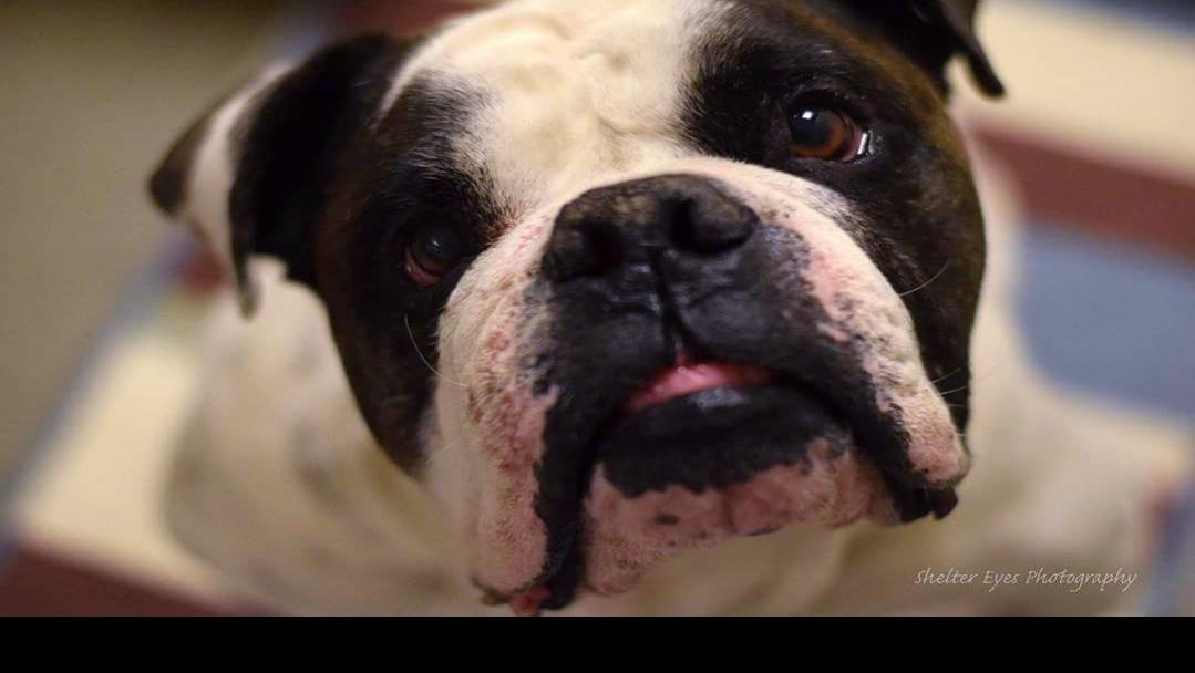 Free pet adoptions at 5 PetSmart locations in Tucson Feb. 1719