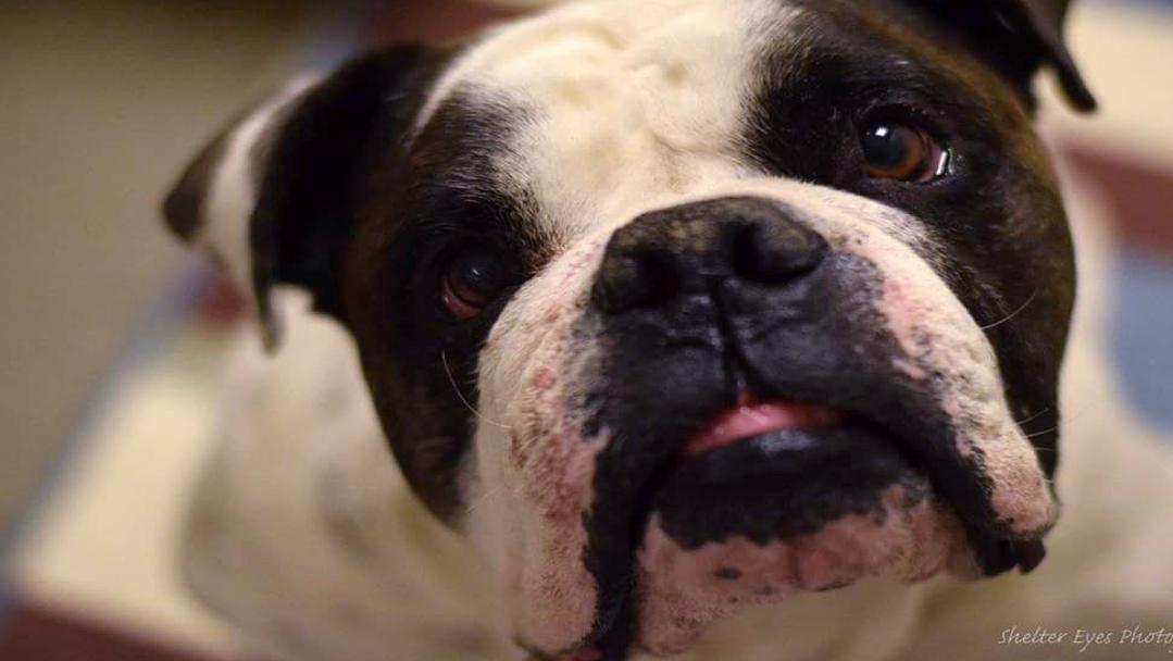 Free Pet Adoptions At 5 Petsmart Locations In Tucson Feb 17 19 Local News Tucson Com