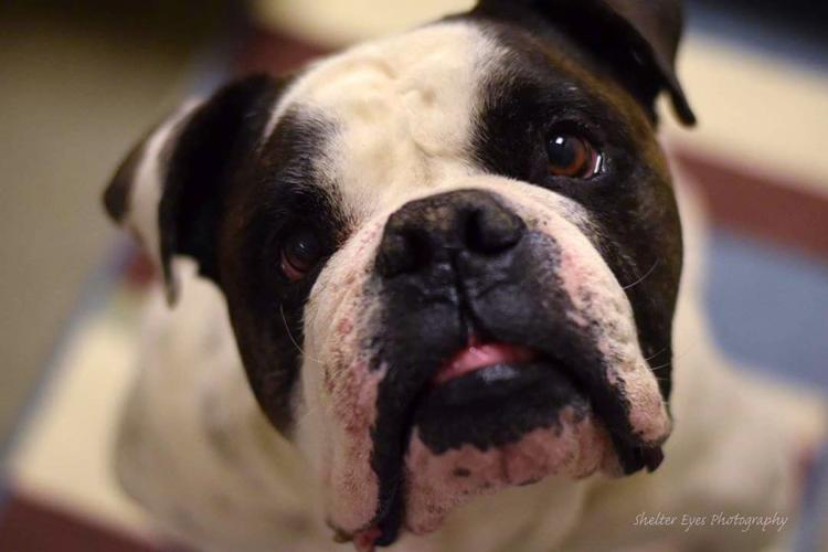 Adopt A Friend: Smithers