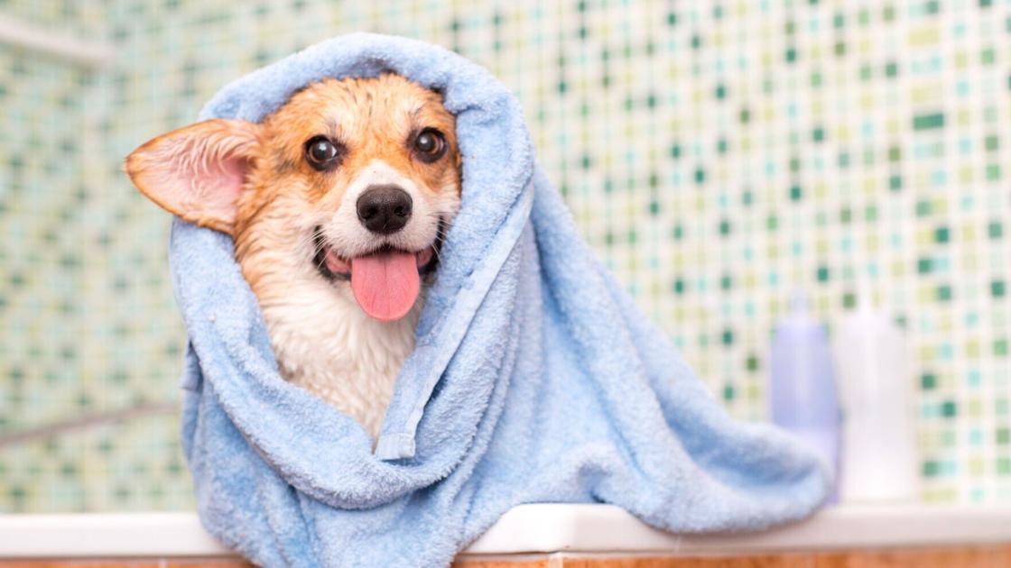 Keeping your Pooch Pristine: What’s the perfect sudsing schedule for your furkid?