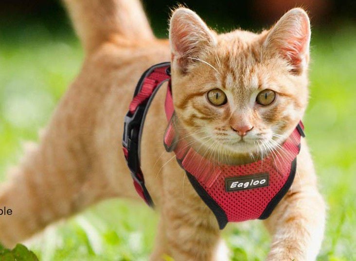 The True Adventurer Reflective Cat & Kitten Harness and Leash The Purrfectly Pink / L / Your Cat Backpack