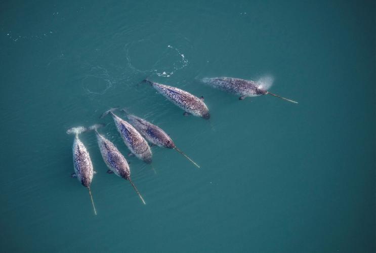 SCIENCE-NARWHALS/