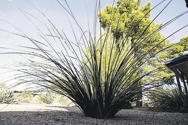 Native grasses take the place of 'mangy' lawn  