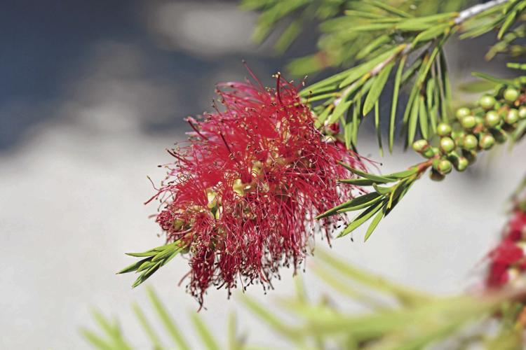 LIFE-HOME-DROUGHT-GARDENING-2-DMT