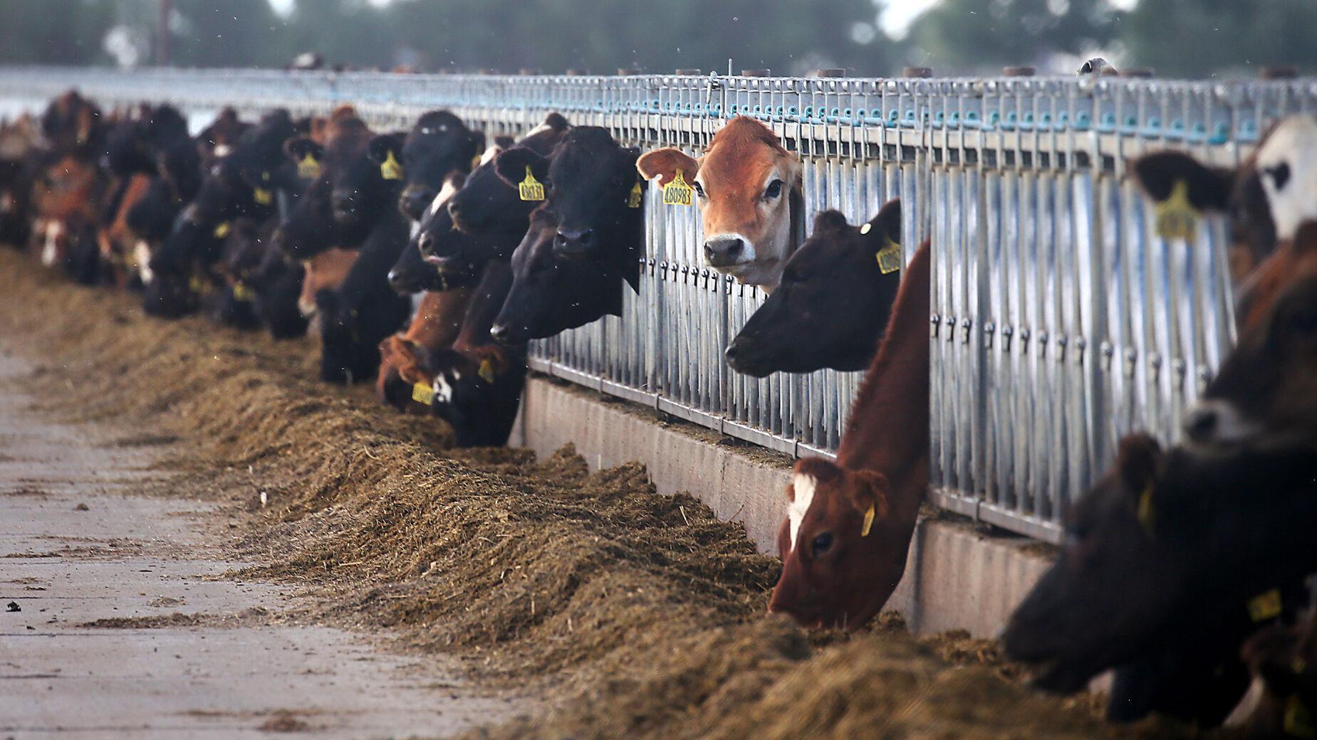Cattle feed is the Colorado River's biggest water guzzler - Vimarsana News