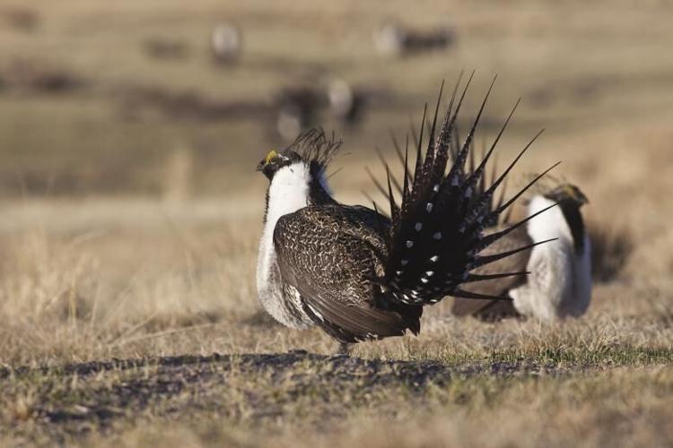 Gunnison Sage Grouse