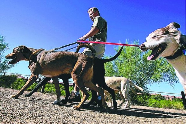 Dog walker: Leader of the pack  