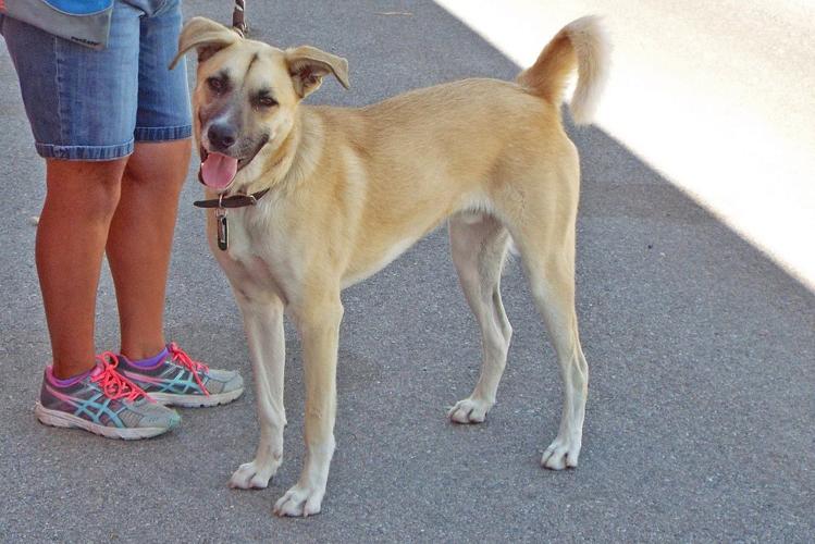 Adopt a friend: Benji