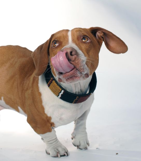 Ugly Dog Contest