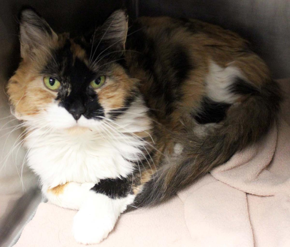 Adopt a friend | Pets | tucson.com