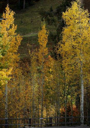 Fall colors on Mount Lemmon