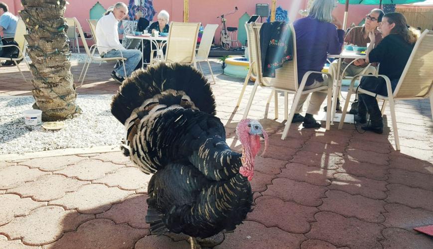 Vegan Thanksgiving Dinner