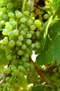 Arizona's grape harvest season means yummy wines, cake